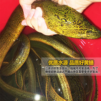 品鲜肴【鲜活】江苏纯野外捕捞鲜活野黄鳝鱼 现杀滋补营养水产食用 野捕大黄鳝杀好（净膛15%损耗） 每条8-9两超特大野黄鳝（共2条）