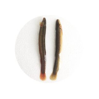 浪花新鲜冷冻泥鳅冰冻泥鳅泥鳅苗饲料林蛙魟鱼龙鱼罗汉鱼地图乌龟鱼食 500g小泥鳅2袋