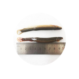 浪花新鲜冷冻泥鳅冰冻泥鳅泥鳅苗饲料林蛙魟鱼龙鱼罗汉鱼地图乌龟鱼食 500g小泥鳅2袋