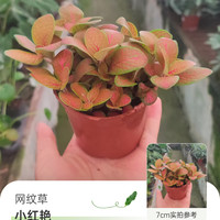 海蒂的花园 室内水培绿植