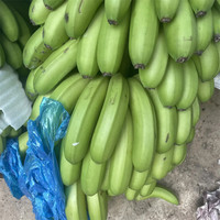 静益乐源广西大香蕉 新鲜香蕉水果 5斤装（需催熟）