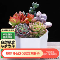 泰西丝 多肉植物盆栽 陶瓷盆套装 六边形桌面绿植摆件