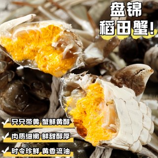 寰球邮鲜 盘锦河蟹鲜活大号稻田蟹现捕现发稻田蟹河蟹大闸蟹礼盒装3斤