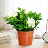 欧根庭 栀子花盆栽花卉植物室内绿萝箩阳台水培绿植茉莉花四季好养九里香