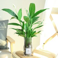 美外 春羽盆栽室内花卉水培绿植好养活办公室春雨观叶植物 白掌 含盆