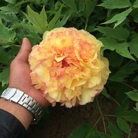 龙辰语 牡丹树苗 洛阳牡丹花苗 5-7分支 金阁