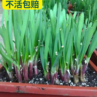 寿禾 紫根韭菜根盆栽红根韮九莱宽叶韭菜根苗移栽四季小大叶头茬种苗 紫根韭菜苗韭菜根300棵+肥3袋