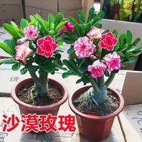 沙漠玫瑰盆栽老桩重瓣花卉绿植喜阳耐晒耐热室内阳台花苗