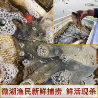 御泸鲜湘微山湖正宗鲫鱼新鲜活鱼现杀大小土鲫鱼孕产妇滋补孕妇月子炖汤补 3斤