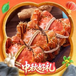 湖中秋色 全母大閘蟹 2.0-2.3兩 8只 禮盒裝