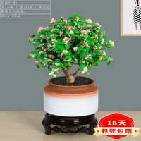 歆妍 盆栽办公多肉植物 金枝玉叶+手绘赤霞盆+底座