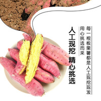 康田汇 陕西板栗红薯蜜薯当季新鲜蔬菜生鲜自然熟地瓜番薯果蔬 【粉糯香甜】拇指红薯净重2. 新鲜