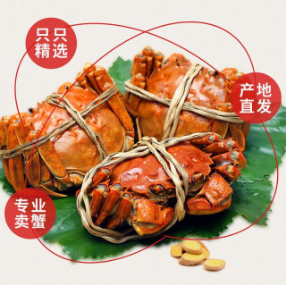 盤錦河蟹 PANJINCRAB 網(wǎng)兜蟹特大遼寧盤錦河蟹稻田河蟹禮盒鮮活中秋大閘蟹 全母蟹 1.2-1.4兩21-24只