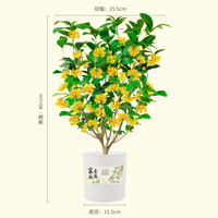 京东鲜花 桂花盆栽土培绿植盆栽中秋桂花