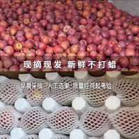 昭通苹果云南昭通丑苹果生鲜水果店新鲜冰糖心应季源头现摘脆甜果 12枚礼盒装净重6.5斤(80-90mm)