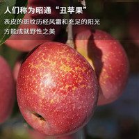 昭通苹果云南昭通丑苹果生鲜水果店新鲜冰糖心应季源头现摘脆甜果 10斤净重中果【果径75-85mm】