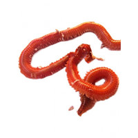 猫乐鱼活沙蚕海虫海沙虫钓鱼饵料海蜈蚣活饵海钓红青虫沙蚕鲜活保活 红泡沫盒1斤装(500克/盒)