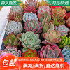 萌肉居 多肉植物桌面盆栽 10棵随机多肉