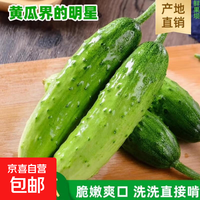 京喜 山东农家新鲜旱黄瓜 1斤 单果≥90g