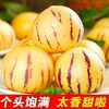 柠郡王 正宗云南石林人参果 5斤（果王）单果110g+