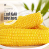 珍谷诱惑 25年新玉米 东北甜糯玉米 10支 2.4kg