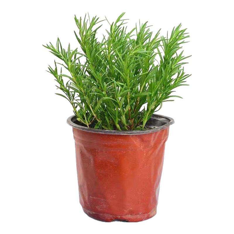 萌肉居迷迭香盆栽驱蚊植物气味芳香绿植香料植物迷迭香原盆土源头直发