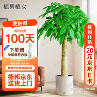 植男植女 发财树大棵盆栽客厅落地室内大型绿植物办公室好养绿植开业招财树