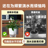懒人自动吸水盆早安盆室内客厅桌面绿萝水培情绪稳定树脂水培花盆
