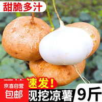 高山现挖现挖凉薯 3斤大果