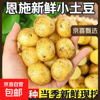 当季新货恩施 恩施小土豆5斤 净重 60g起