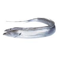 京觅【舟山冰鲜】舟山小眼睛海钓带鱼4-6两/条 3斤 舟山带鱼京东自营  新鲜舟山小眼钓带4-6两/条 3斤装