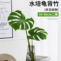 壹植 龟背竹盆栽水培植物天堂鸟大叶富贵竹室内客厅吸甲醛老桩好养绿植 龟背竹50～60cm二棵