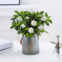 壹植 栀子花盆栽 中盆 栀子花 带花苞