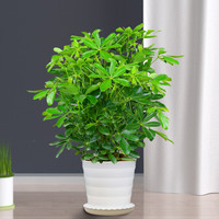 花行榜 招财树 盆栽 中型招财树 高约45cm 螺纹盆 含盆