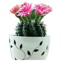 种花迷绯花玉仙人球盆栽四季开花好活净化空气吸甲醛桌摆办公室花卉绿植 彩云原盆原土 小球3-4厘米