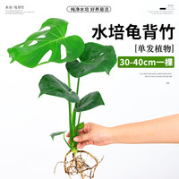 壹植 水培植物龟背竹盆栽老桩净化空气天堂鸟大叶室内观叶绿植耐阴常青 龟背竹30~40cm一棵