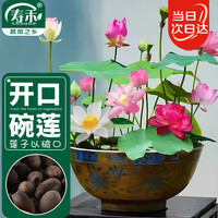 寿禾 潍育寿艺开口碗莲种子30粒*2 园艺用品