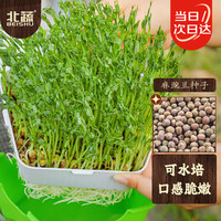 北蔬 麻豌豆种子种苗芽苗菜水培无土栽培蔬菜种籽 北蔬麻豌豆种子500g