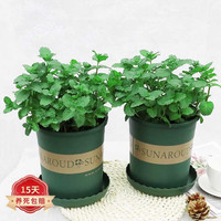 蝴蝶之舞 薄荷盆栽 绿植 四季常青 小盆(加仑盆)x2