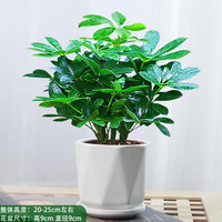 花行榜 鸭脚木盆栽 4棵招财树25-30cm 菱形陶瓷盆