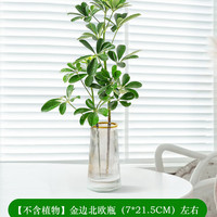 壹植 金边北欧瓶 水培植物盆栽 7*21.5cm