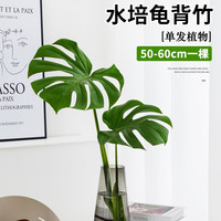 壹植 龟背竹盆栽 50～60cm 吸甲醛绿植