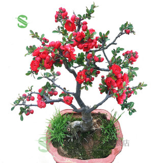 绿丝绦 海棠花盆栽树苗日本铁杆北美海棠盆庭院阳台室内耐寒四季花卉植物 日本海棠 3年苗