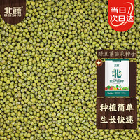 北蔬 绿豆种子 芽苗菜 500g