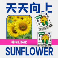 美外 天天向上一罐 向日葵种子