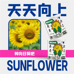 美外 天天向上一罐 向日葵种子
