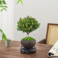 浩胜盆景摆件室内绿植花卉盆栽老桩客厅办公室面好养植物 小叶赤楠+舍得紫砂盆+苔藓+方托
