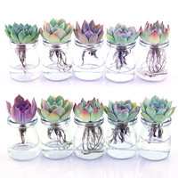 鑫干和(xinganhe)多肉植物组合盆栽多肉室内盆栽绿植花卉室内桌面植物 鹿角海棠