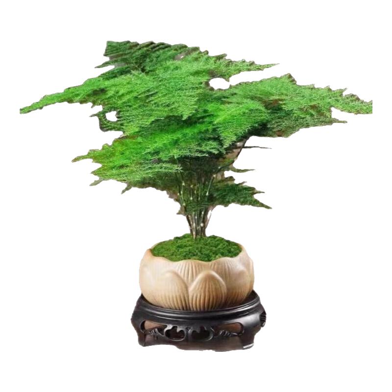 佰花锦新中式文竹桌面盆栽绿植办公室客厅盆景茶台卧室好养绿植花卉植物 【送圆底座】文竹+陶瓷莲花盆+苔藓铺面 20-30cm
