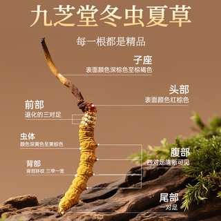 九芝堂冬虫夏草1g约5根/g 干虫草滋补品 长辈领导养生营养品